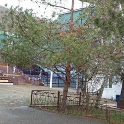 ДСОК Родник