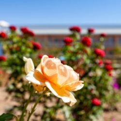 IMG_4400 copy